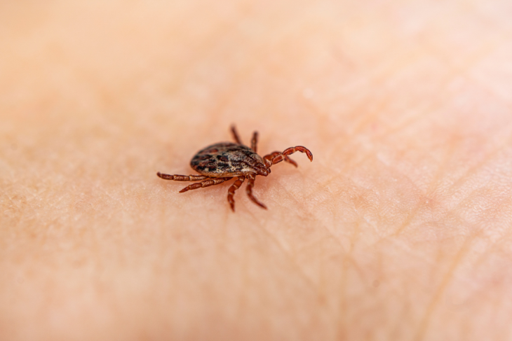 ライム病の治療法は何ですか?